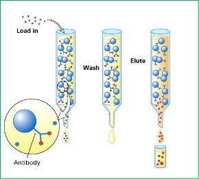 what is immunoaffinity column 01